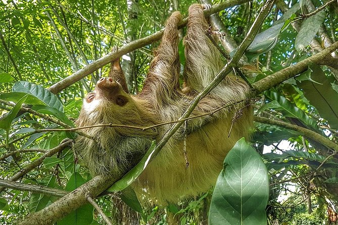 Sloths Watching Tour