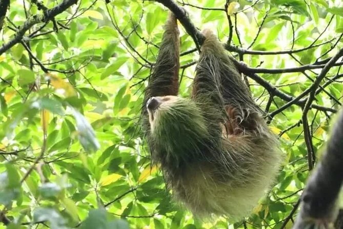 Private Sloth Watching Tour in La Fortuna