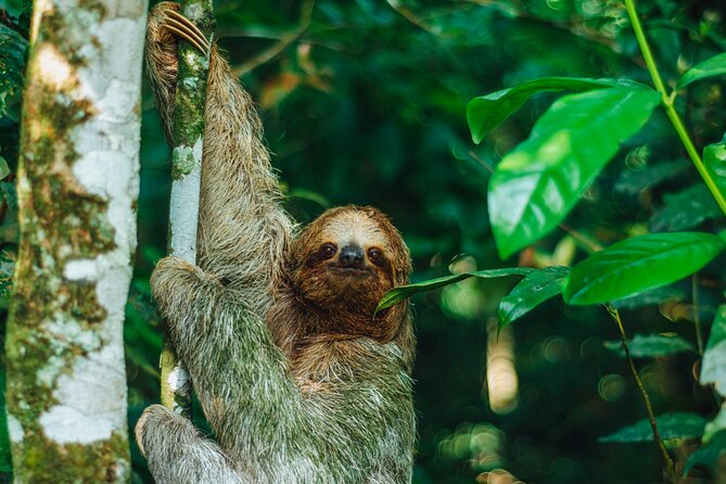 Sloth Tour in La Fortuna - Arenal