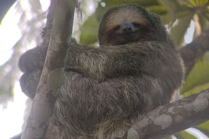 La Fortuna-Breath Taking Sloth Tour & Tortilla Experience