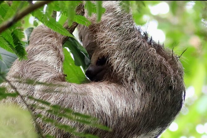 Sloth Watching Trail in La Fortuna Guided Tour