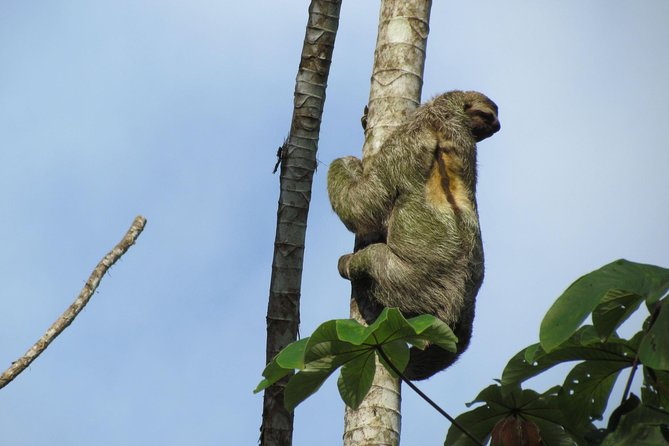 Sloth Park Adventure La Fortuna