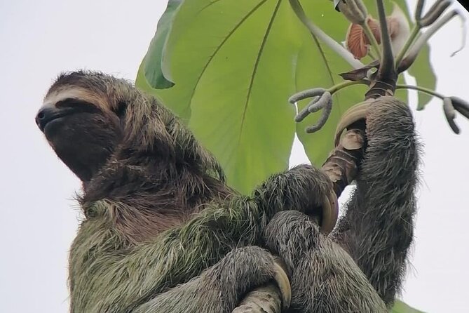 La Fortuna: Sloth Watching - 3 hours tour