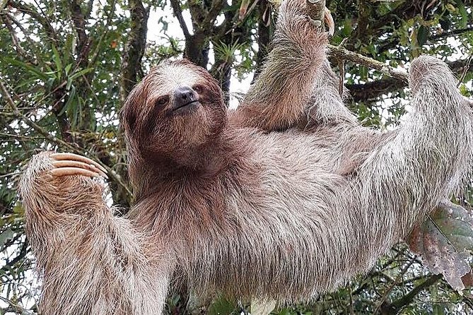 Costa Rica Sloth Tour