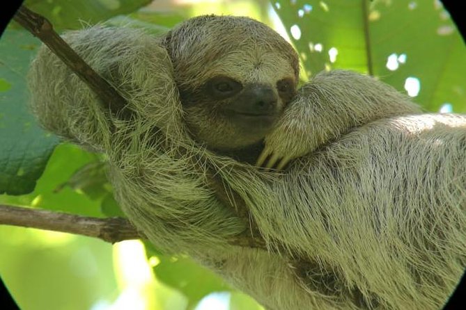 Sloths and Coffee Tour