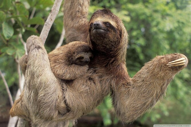 Sloth Watching Trail