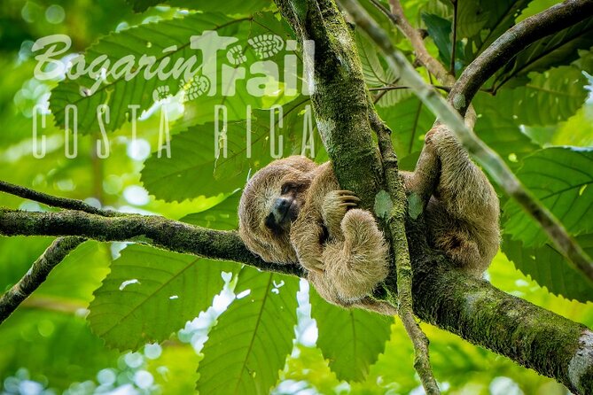 Bogarin Trail Sloth Tour