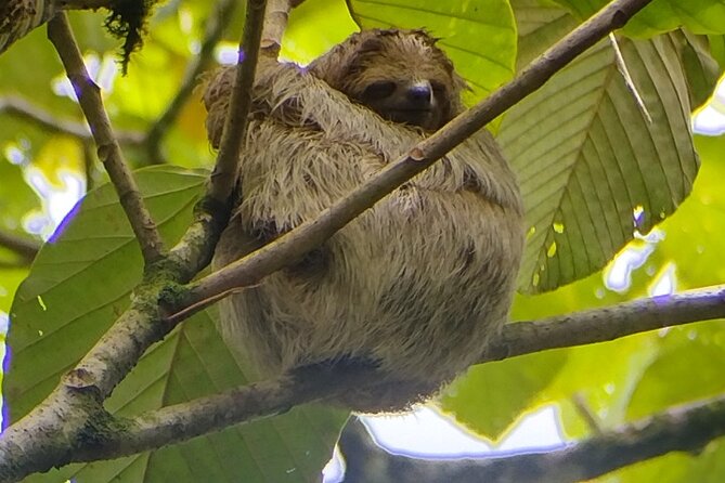 Sloth Watching with Local Guide